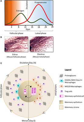 Dissecting the Biology of Menstrual Cycle-Associated Breast Cancer Risk